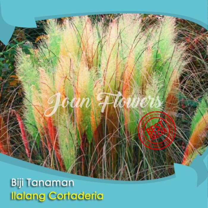 Bibit Tanaman Ilalang Cortaderia Green Pampass Grass Benih Bibit Tanaman Hias Untuk Dekorasi Rumah