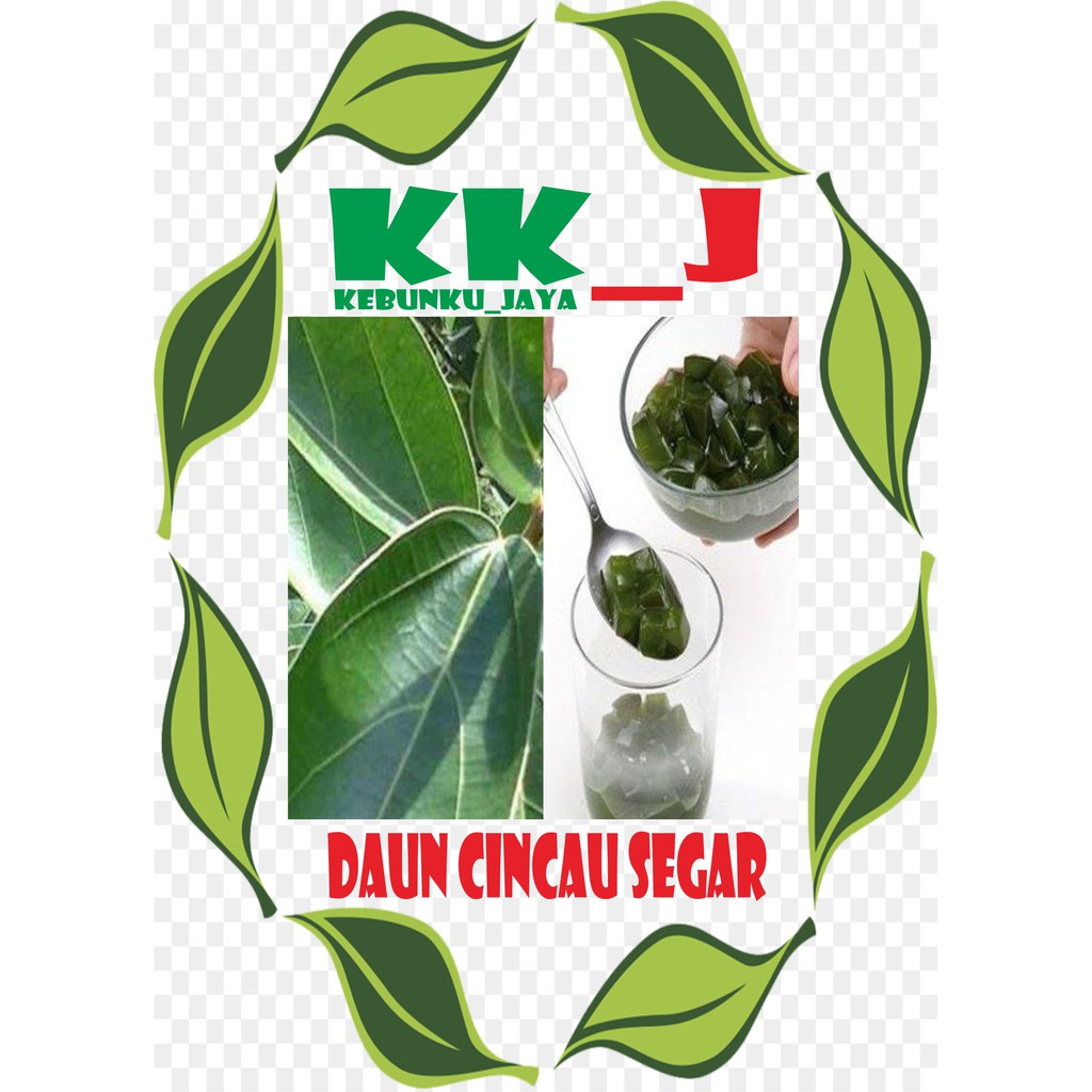 

DAUN CINCAU PERLEMBAR MURAH KEBUNKU_JAYA