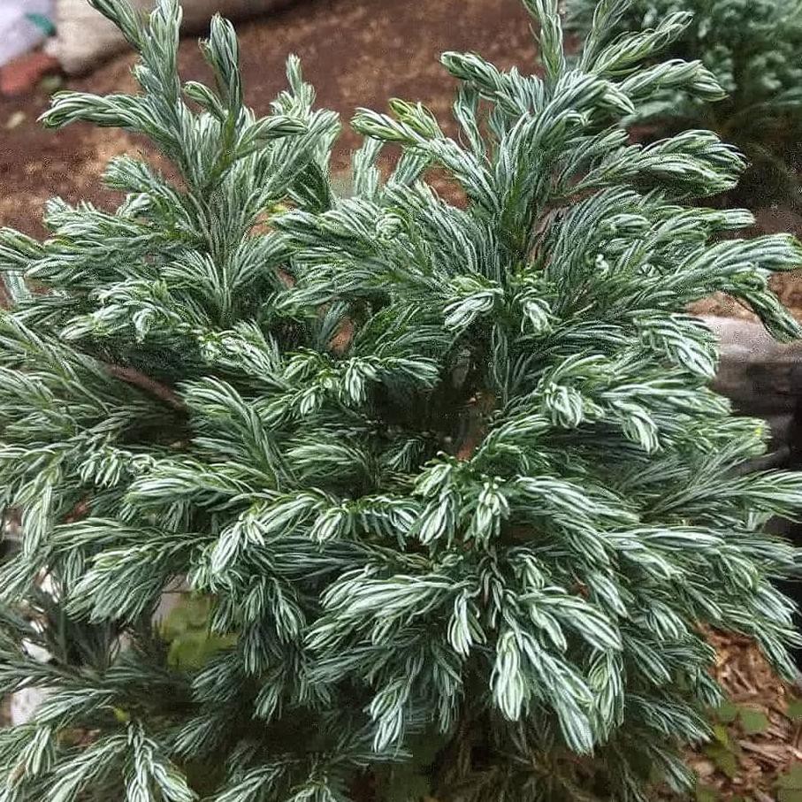 

Flashϟsale cemara salju