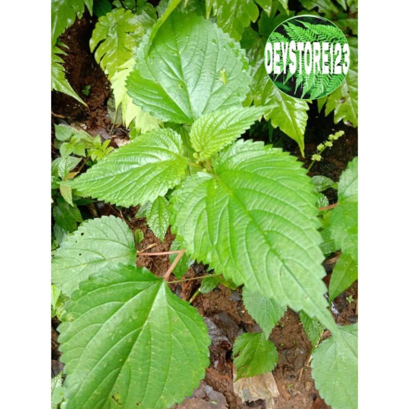 

Daun Jelatang Daun Gatal Atou Daun Pulus Segar 500 Grm
