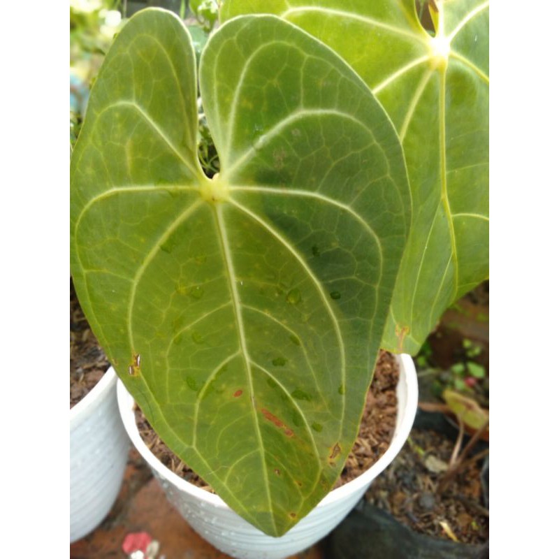 anthurium kuping gajah magnificum