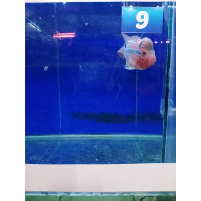 Ikan lohan import Srd 09 08-10cm (3jari)