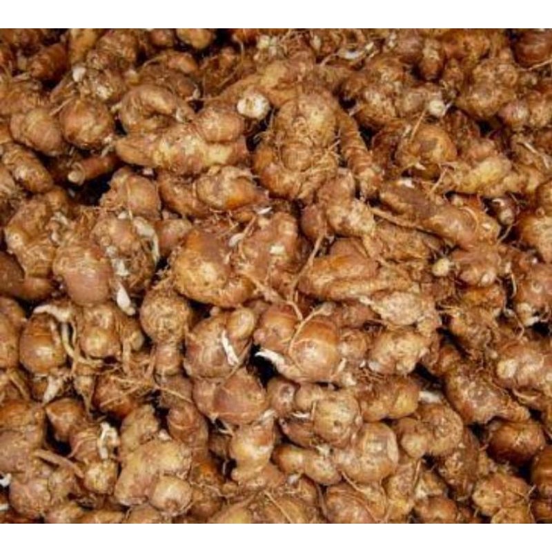 Bibit Kencur Rimpang Semai