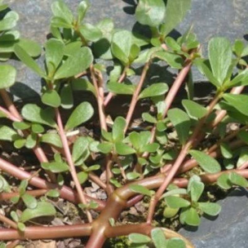 

Jual Daun Kerokot Murah Fres 300Gram