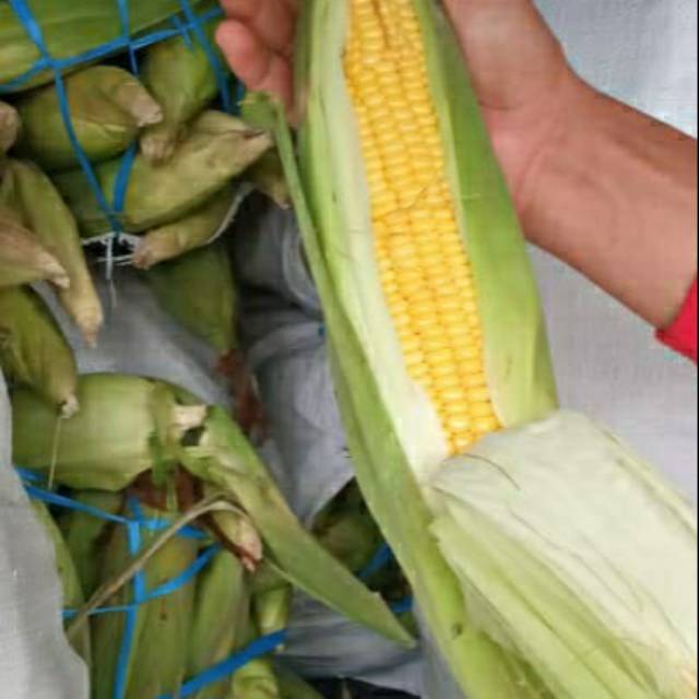 

Jagung manis