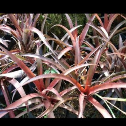 Tanaman hias nanas merah