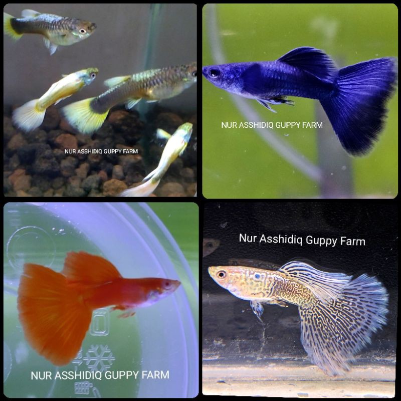 

guppy paket isi 4 jenis ( kode 4 )
