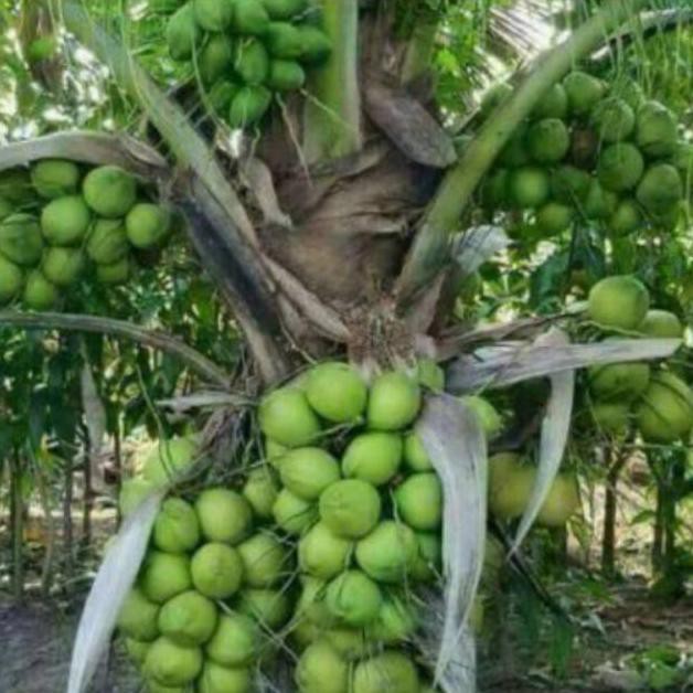 Bibit Kelapa Hibrida Jumbo Unggul Sabang