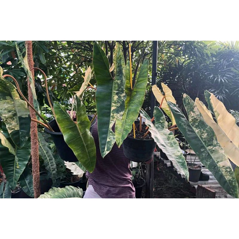 philodendron bilitiae variegata (kabel busi) bibit stek orginal berkualitas
