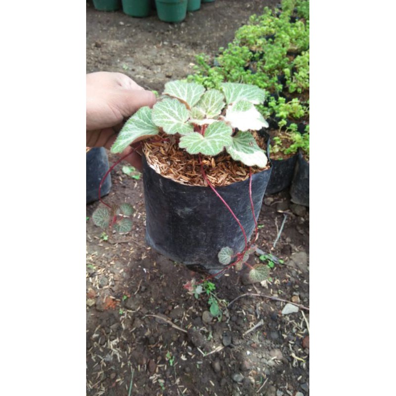 tanaman begonia kuping macan