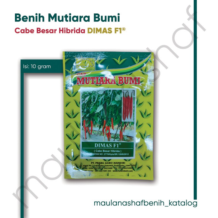 BENIH CABE BESAR HIBRIDA DIMAS F1 10 GRAM CAP MUTIARA BUMI