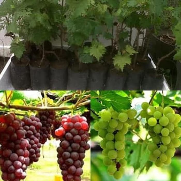 Bibit Tanaman Pohon Anggur Bibit Anggur Tanaman Anggur Buah Anggur