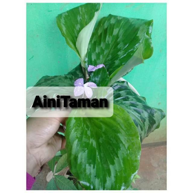  Tanaman  Hias Calathea  Merak Calathea  Kencur  Kalathea 