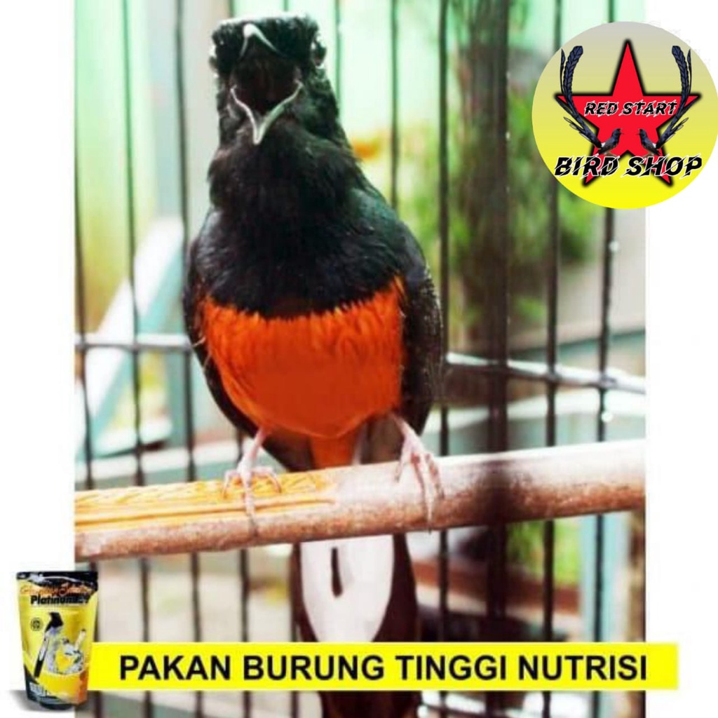 AMS PLATINUM 57 AMERICAN SELECTION 250 GRAM PAKAN BURUNG MEMPERPANJANG BULU EKOR MURAI