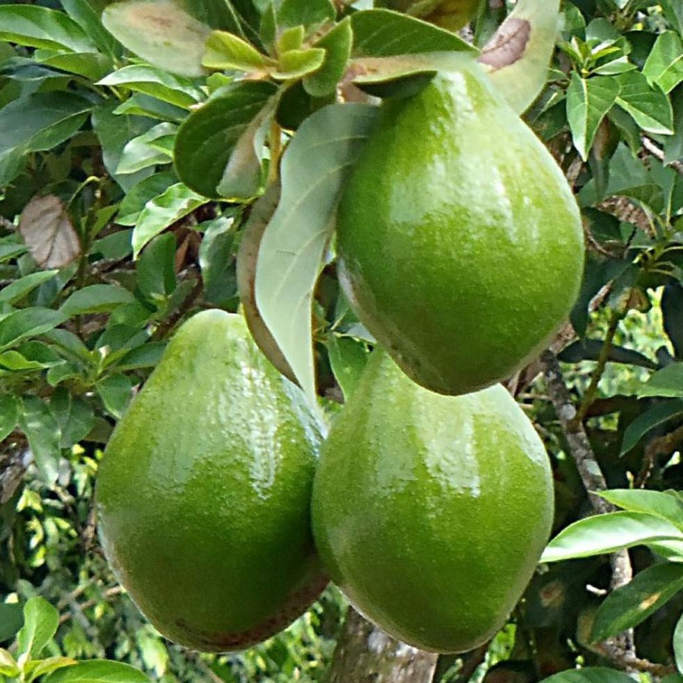 SP2 TANAMAN BUAH ALPUKAT MENTEGA DM2018