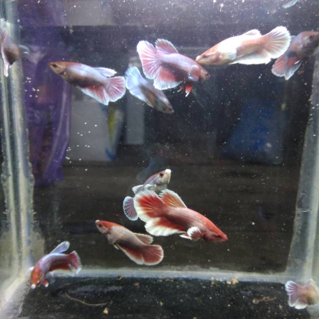 Cupang Big ear jantan