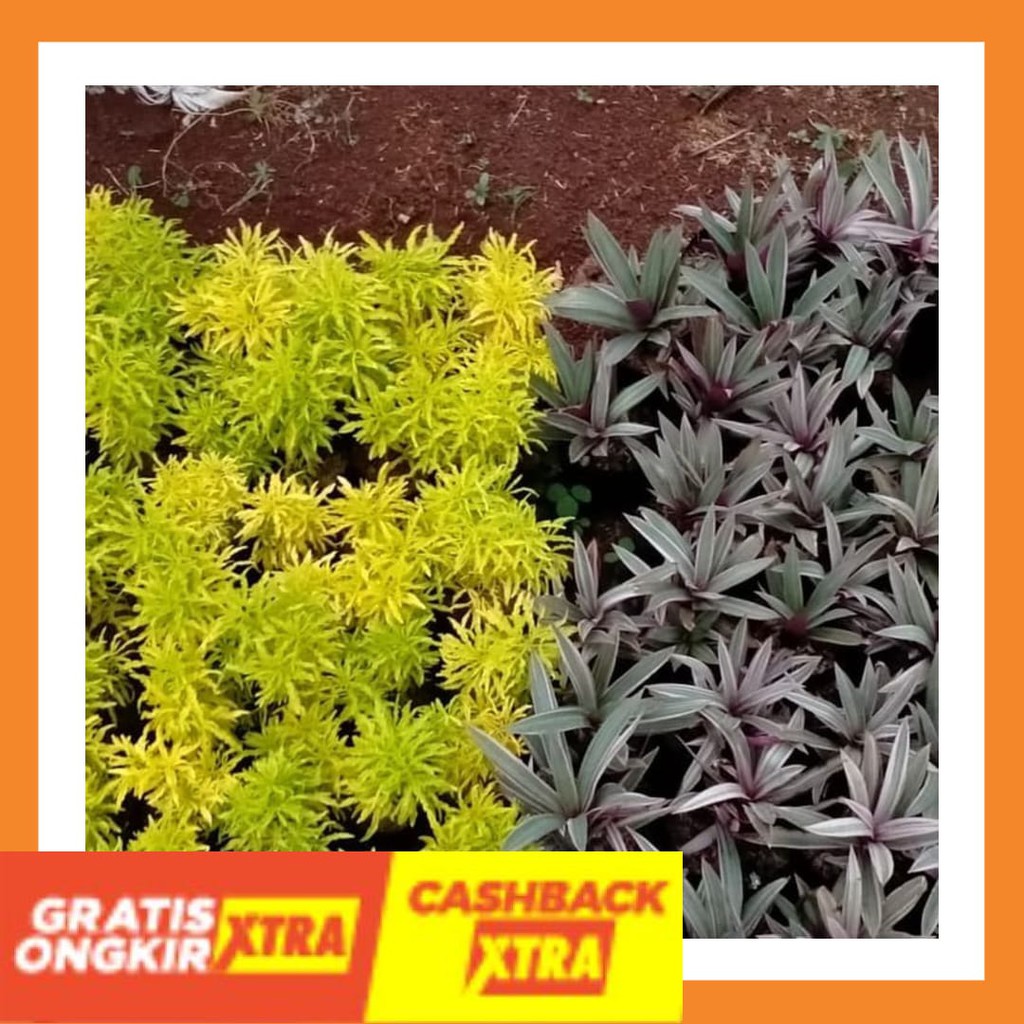Paket Promo Tanaman Hias Brokoli Kuning & Adam Hawa Variegata
