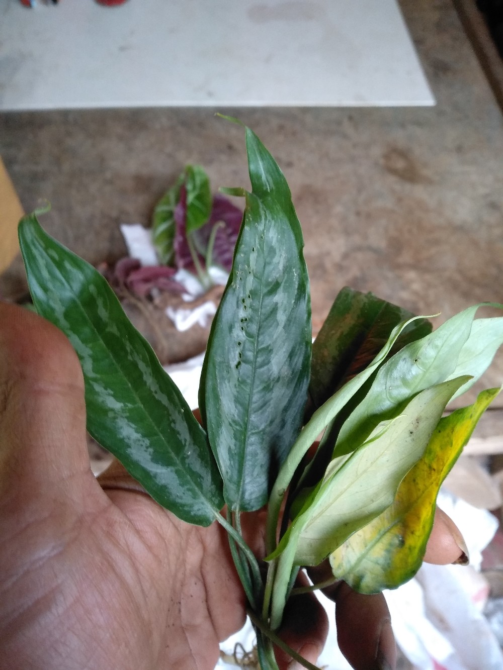 Homalomena Skindaus