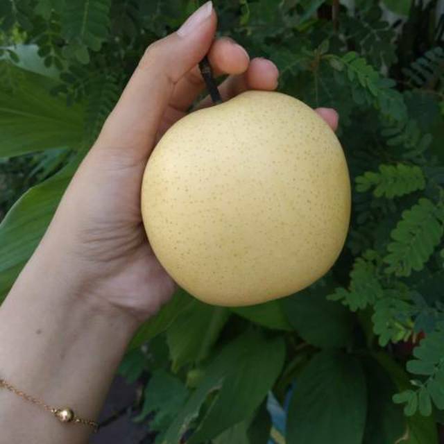 

Buah Pear Century 1kg