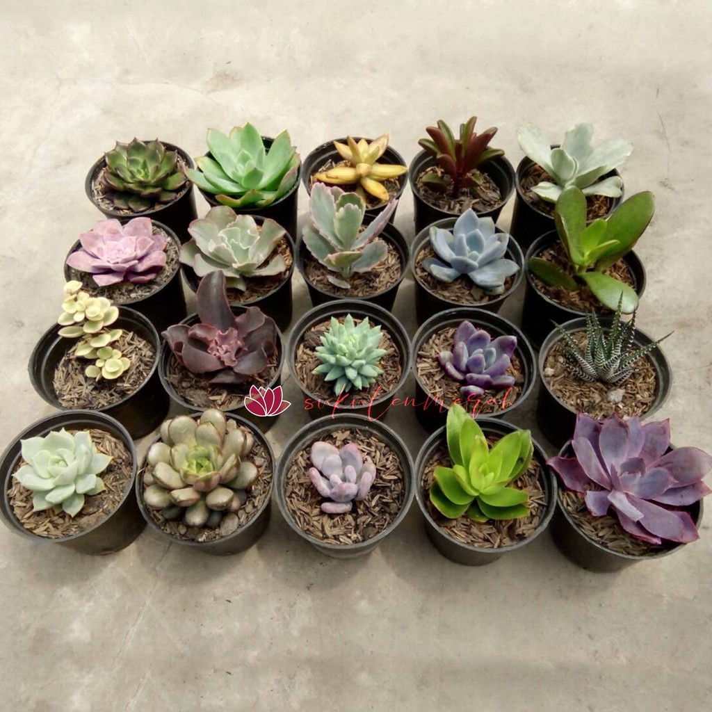 SEKULEN Kaktus Sukulen Tanaman bunga mini stok terbatas bisa untuk gift