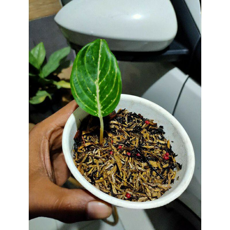aglaonema aglonema JT 2000 nempel bonggol