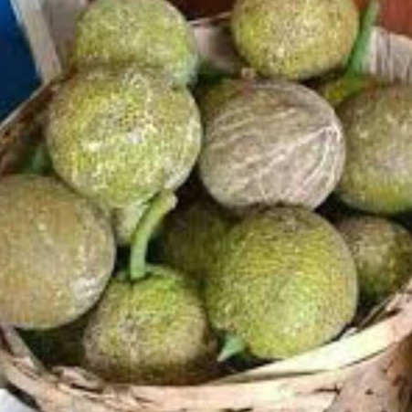 

buah sukun buah timbul 1biji