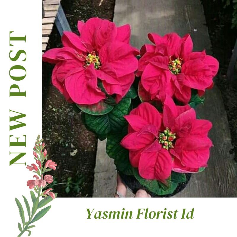 Tanaman Hias Kastuba Mawar