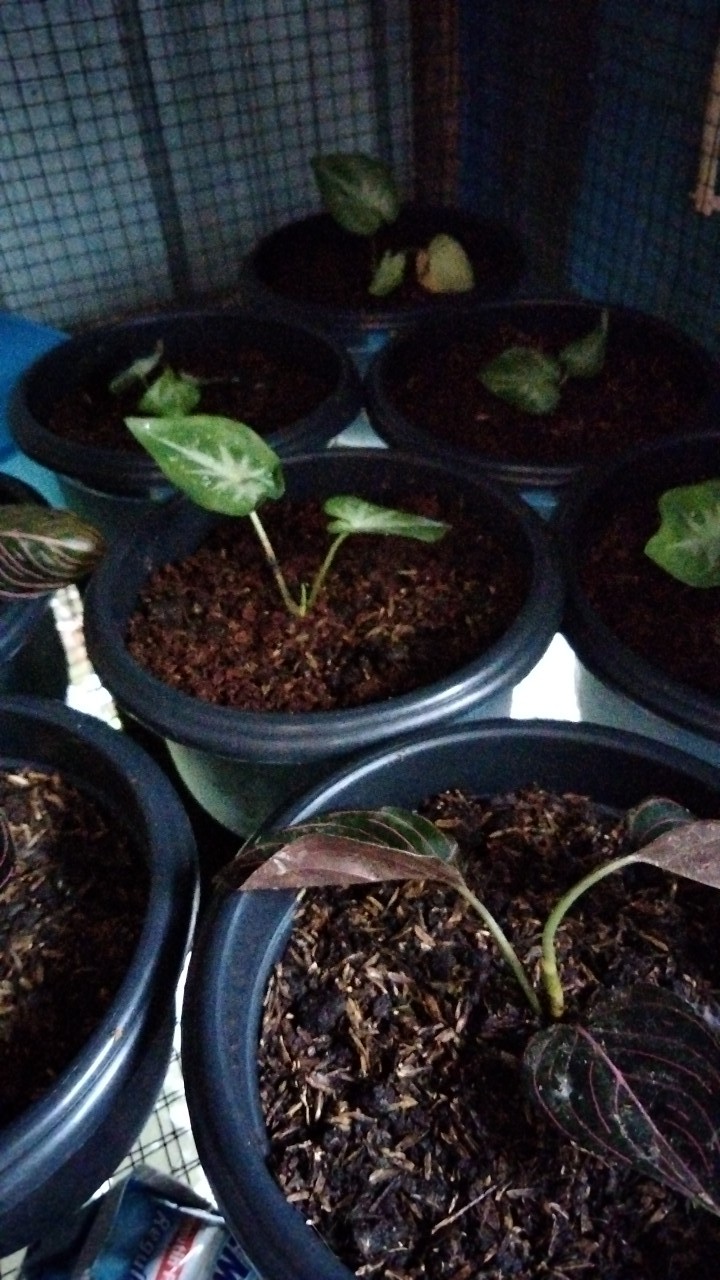 Caladium Shycool/ Dikirim Size Anakan-remaja Cat Tumpah