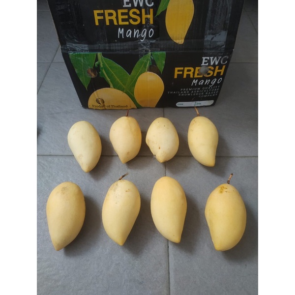 

Mangga Honey Thailand 1 Dus (9 KG) Fresh Import