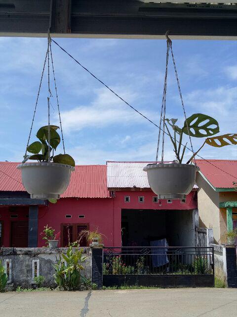  Tanaman  hias  rambat gantung  srigading hijau varigata sri 