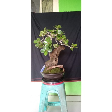Beringin Dolar - Bonsai