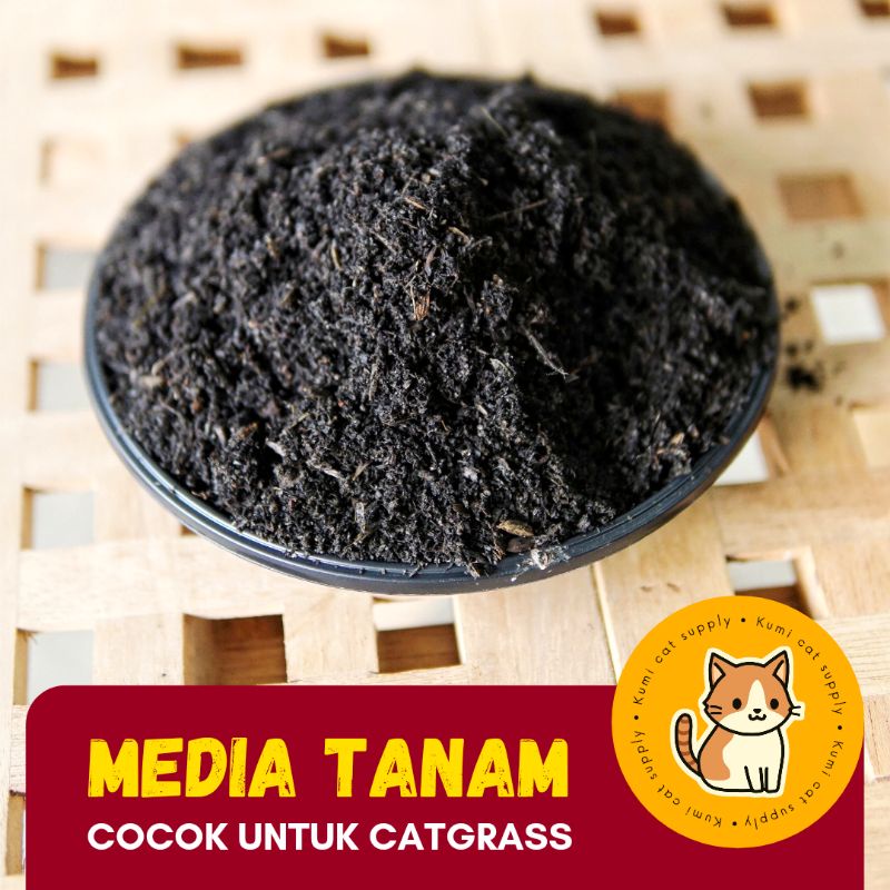 MEDIA TANAM RUMPUT KUCING RUMPUT GANDUM Wheatgrass Catgrass