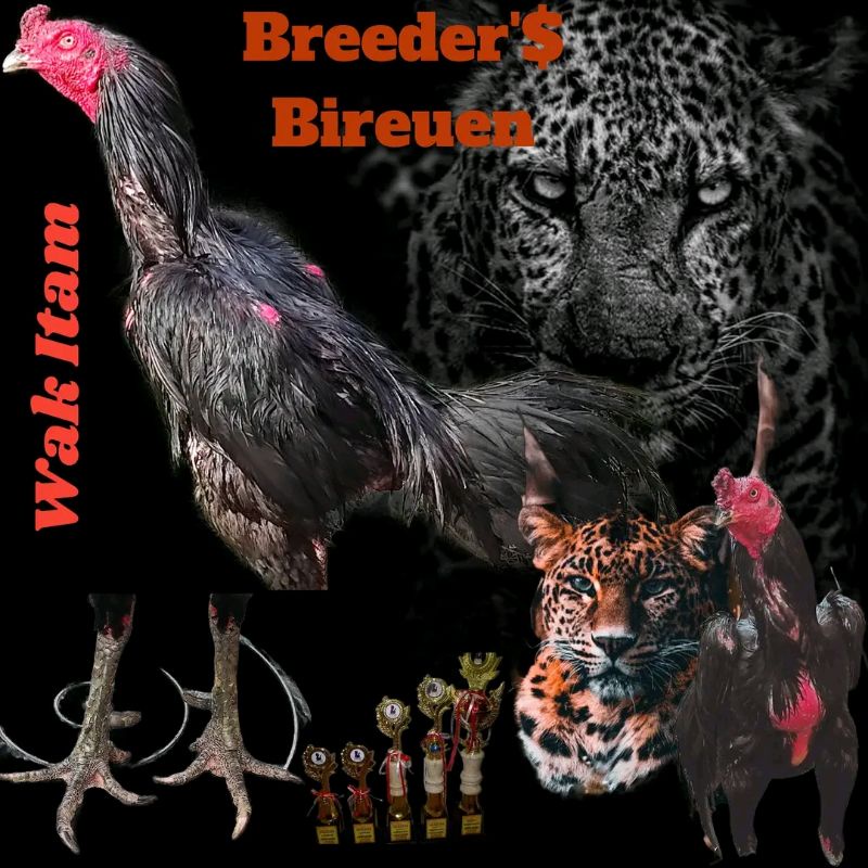 

Telur fertil ayam pamagon (pama x ganoi) Bulu Hitam full terlaris