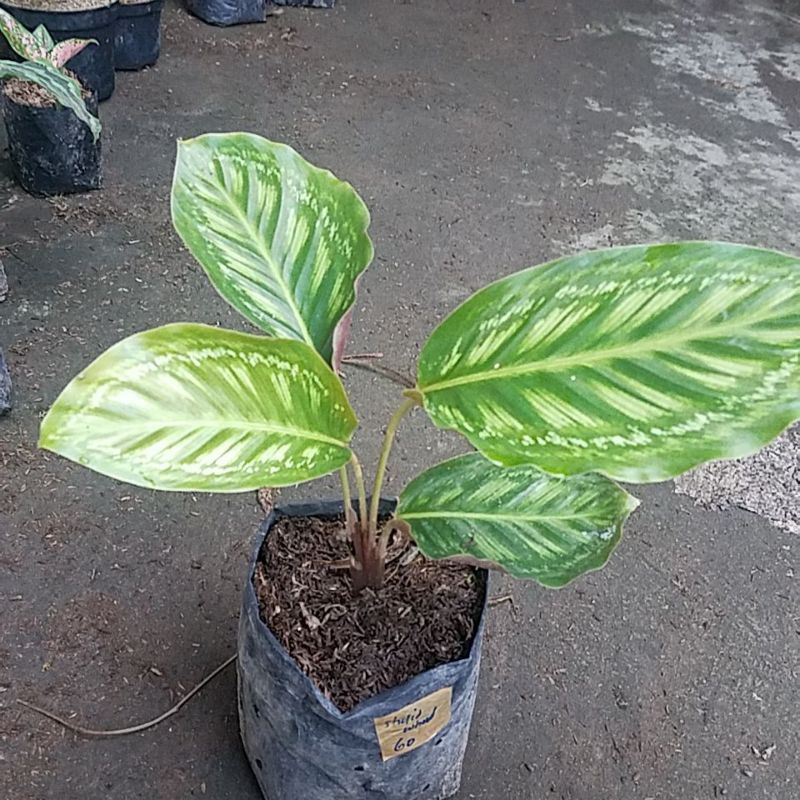 Tanaman hias calathea libyana