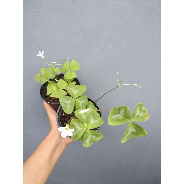 oxalis fanny dan oxalis regnelli