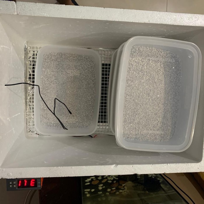 inkubator ball python inkubator reptile incubator reptile