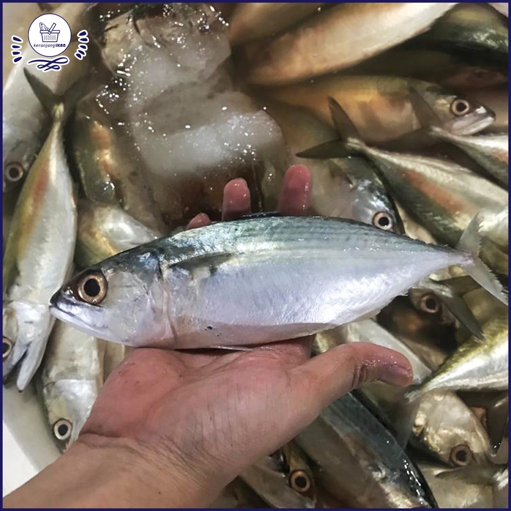 

Ikan Kembung Banjar Segar 1kg