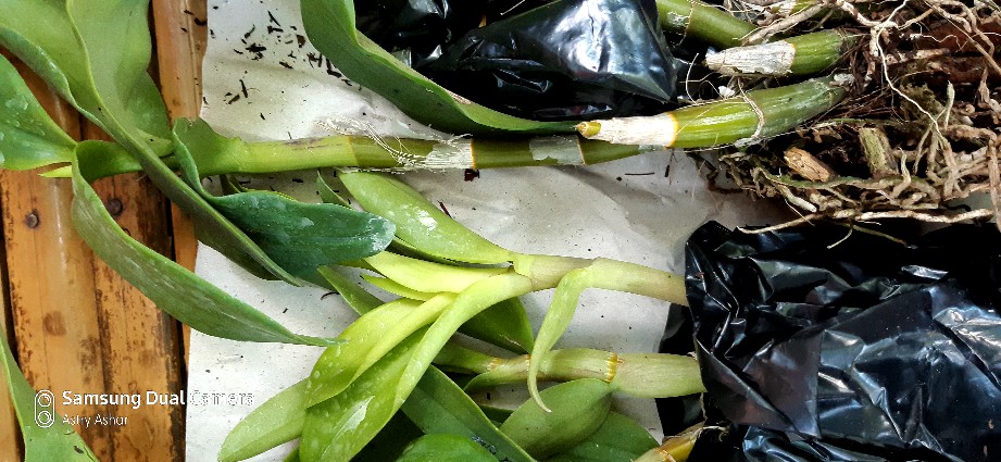 Anggrek Den White Diamon Star