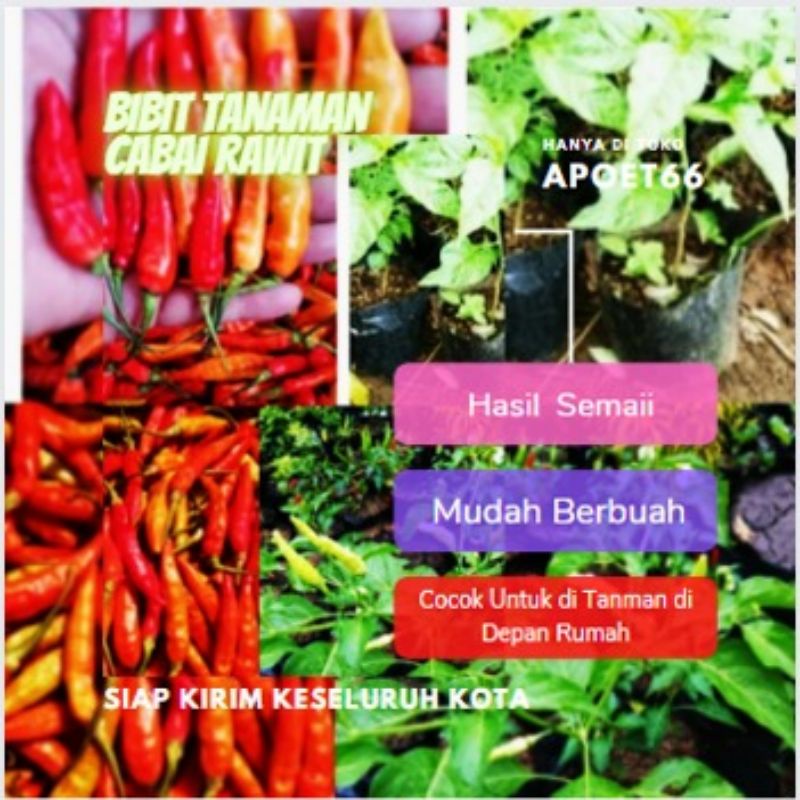 Siap Kirim Tanaman Cabe Rawit Siap Tanam/Bibit Cabe Rawit