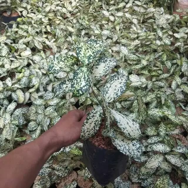 Promo Grosir Tanaman Dracaena Florida Tanaman Brasena Florida