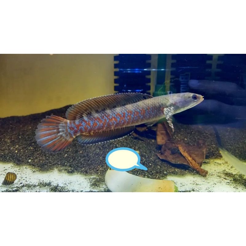 RED STRIP PULCHRA SUPER MERAH (channa pulchra merah)