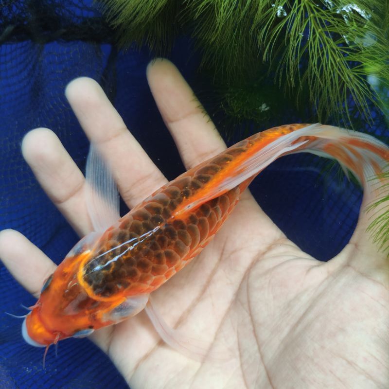 Koi Kumpay/Slayer Merah sisik naga LIMITED EDITION