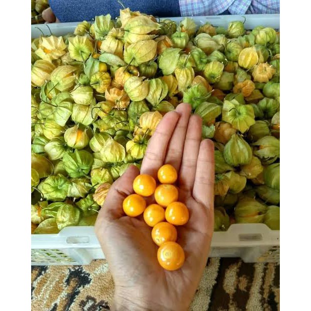 

CECENDET/CIPLUKAN/GOLDEN BERRY FRESH 100 Gram