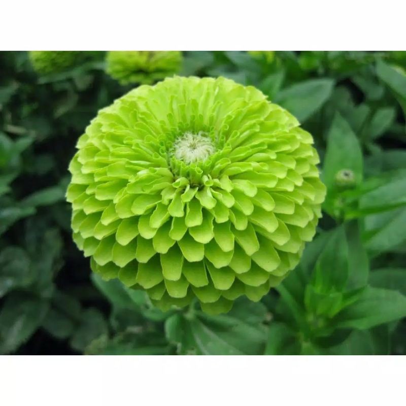 Benih Bibit Bunga Zinnia Green Zinnia Envy
