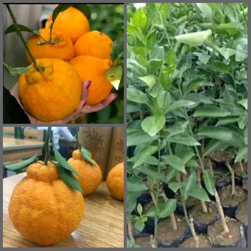 bibit jeruk dekopon okulasi