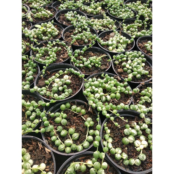 string of pearl (tasbih)