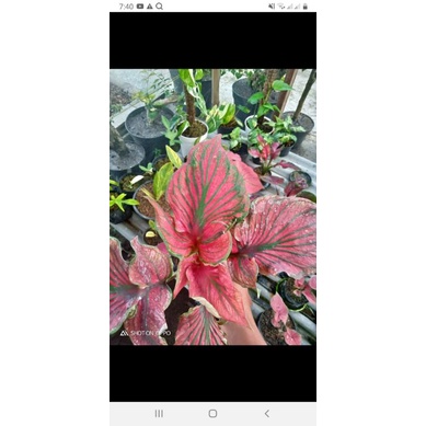 caladium red ceria daun ganda