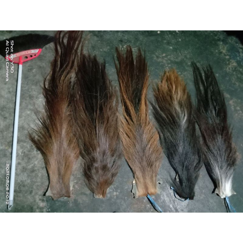 ekor kuda buntut jaran