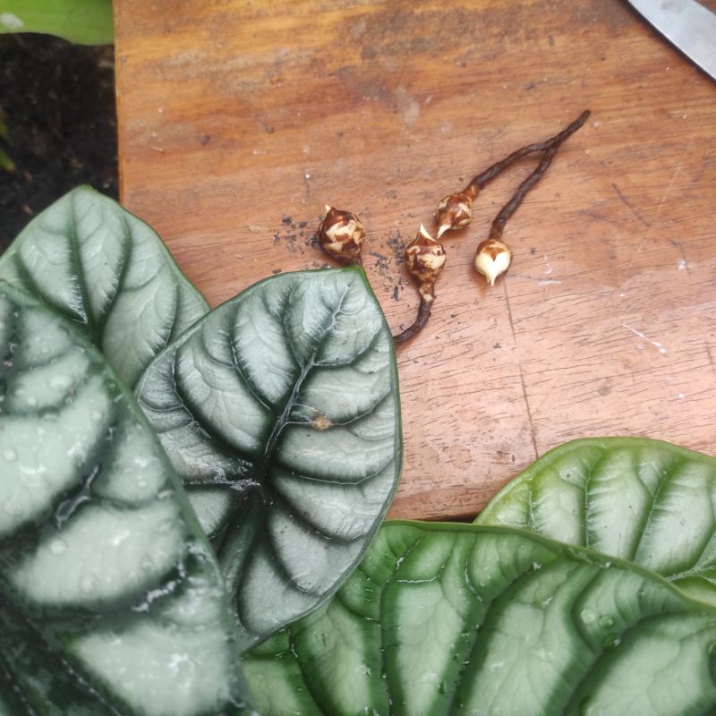 Bonggol umbi alocasia Dragon Silver umbi diambil dari indukan bukan cacah
