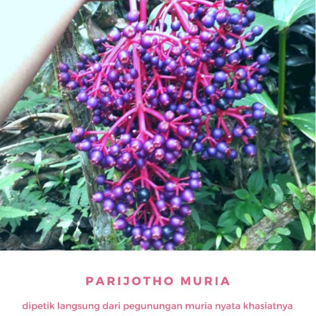 

Buah Parijotho gunung Muria